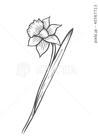 Hand Drawn Narcissus Flowerのイラスト素材