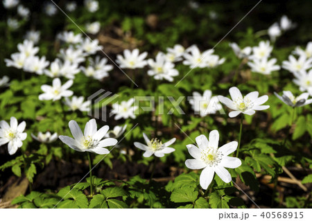 white flowers of forest snowdrops white flowers of forest snowdrops 40568915