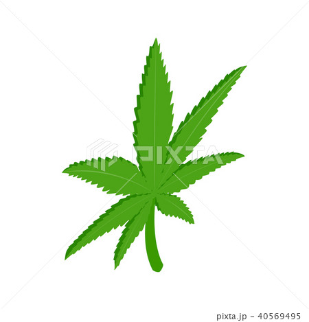 Marijuana leaf icon, isometric 3d style 40569495