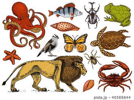 Set of animals. Reptile and amphibian, mammal and insect, wild turtle. Engraved hand drawn. Old 40569844