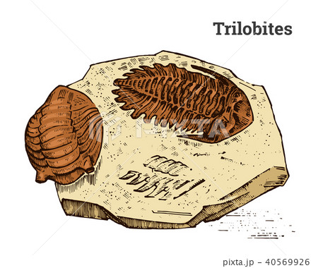 Preserved trilobite specimen. Fragment fossil, skeleton of prehistoric dead animal in stone Preserved trilobite specimen. Fragment fossil, skeleton of prehistoric dead animal in stone 40569926