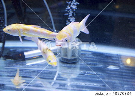 新潟県村上市のイヨボヤ会館の錦鯉「黄白」 新潟県村上市のイヨボヤ会館の錦鯉「黄白」 40570334