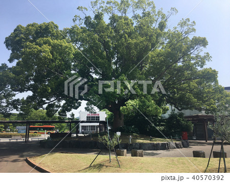 伊豆高原駅 静岡県伊東市 伊豆高原駅 静岡県伊東市 40570392