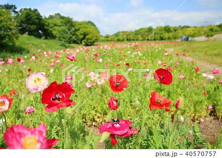 ポピーの花畑 40570757