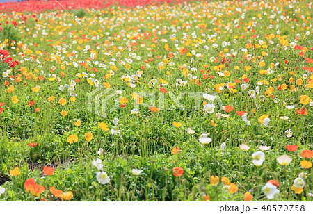 ポピーの花畑 40570758