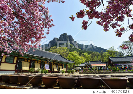 ギョプボトコト 周王山 桜 40570828