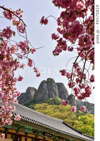 ギョプボトコト 周王山 桜 40570829