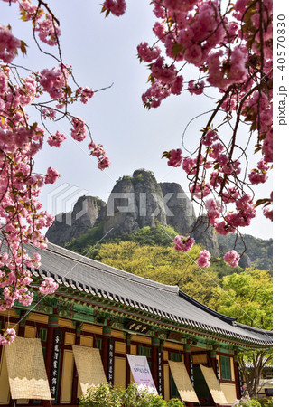 ギョプボトコト 周王山 桜 40570830