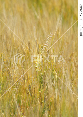 ビール麦畑 40570867