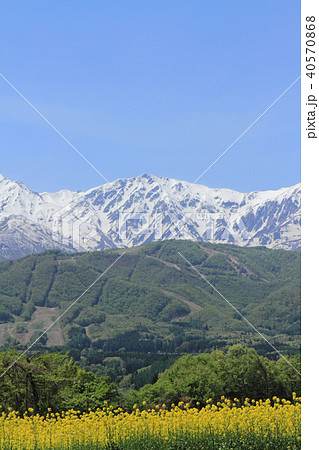 白馬の5月　野平からの白馬岳 40570868