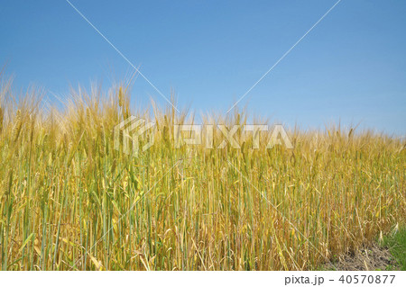 ビール麦畑 40570877