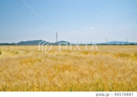 ビール麦畑 40570887