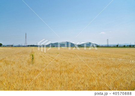 ビール麦畑 ビール麦畑 40570888