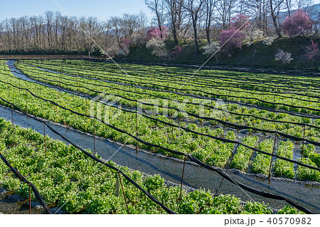 早春の大王わさび農場 長野県安曇野市 早春の大王わさび農場 長野県安曇野市 40570982