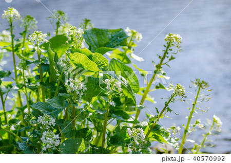 わさびの花 大王わさび農場 長野県安曇野市 わさびの花 大王わさび農場 長野県安曇野市 40570992