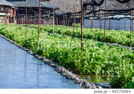 わさびの花 大王わさび農場 長野県安曇野市 わさびの花 大王わさび農場 長野県安曇野市 40570994