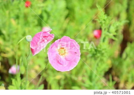 ポピーの花 ポピーの花 40571001