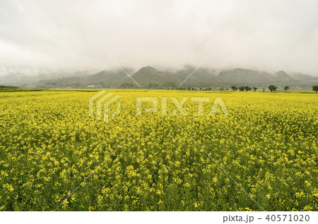 菜種畑 月出山 自然 40571020