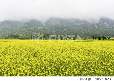 菜種畑 月出山 植物 40571023