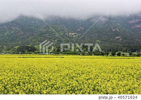 菜種畑 月出山 韓国 40571024