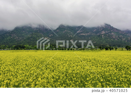 菜種畑 月出山 植物 40571025