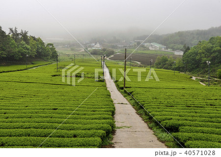 緑茶畑 霊岩郡 霧 40571028