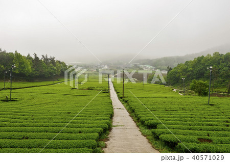緑茶畑 霊岩郡 屋外 40571029