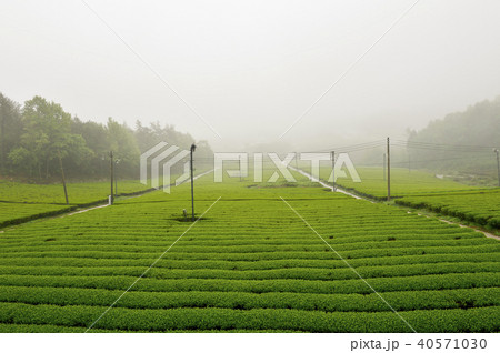 緑茶畑 霊岩郡 自然 40571030