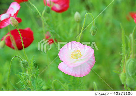 ポピーの花 40571106