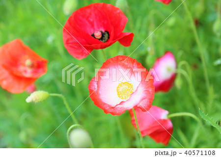 ポピーの花 40571108