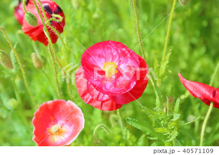 ポピーの花 40571109