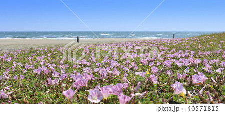 飯岡の浜 飯岡の浜 40571815