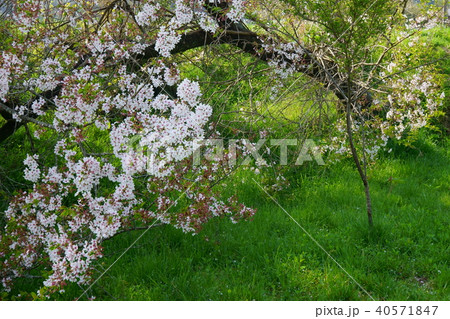 倒れた桜 40571847