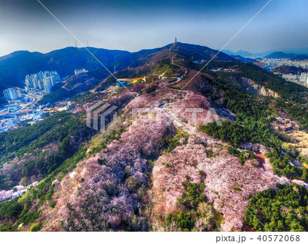 Cherry Blossom Spring of Geumryeonsan Mountain Cherry Blossom Spring of Geumryeonsan Mountain 40572068