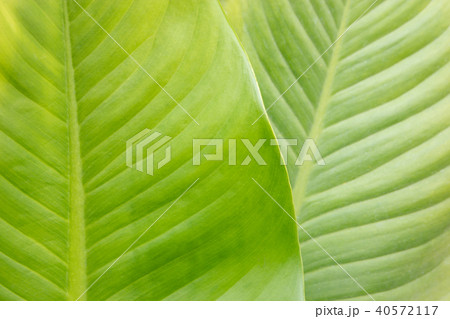 Dumb cane plant leaf 40572117