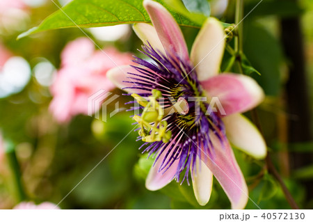 トケイソウ トケイソウ 40572130