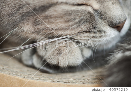 猫 40572219