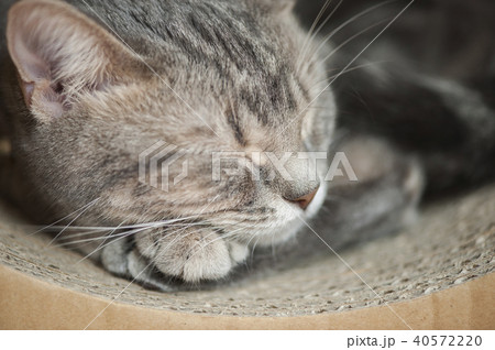 猫 猫 40572220