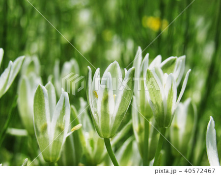 オオアマナ オオアマナ 40572467