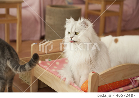 猫 猫 40572487