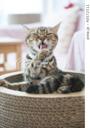 猫 40572511