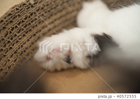 猫 40572555