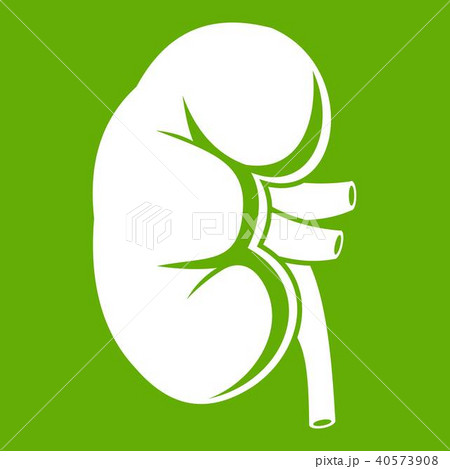 Kidney icon green 40573908