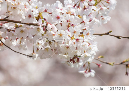 桜の花 40575251