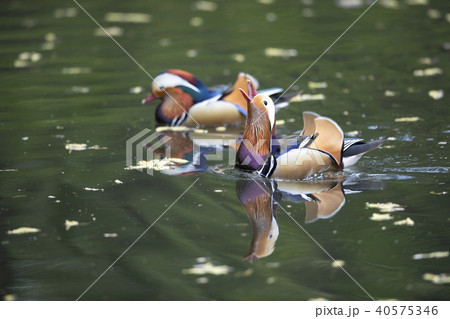 オシドリ 40575346