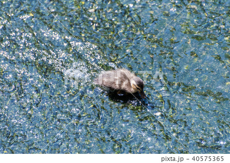 カルガモのヒナ 40575365