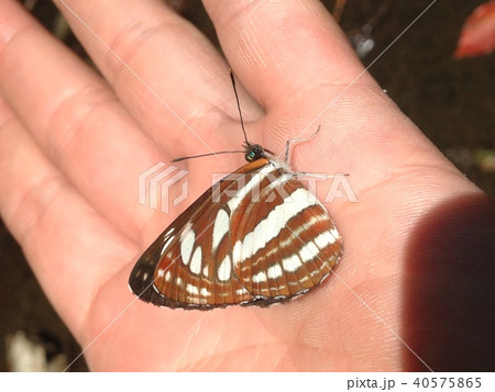 手のりチョウ 40575865