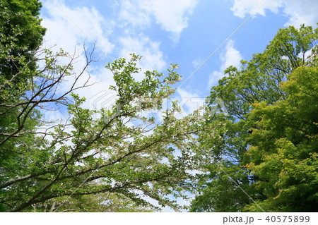 初夏の公園 エゴノキの花満開 初夏の公園 エゴノキの花満開 40575899