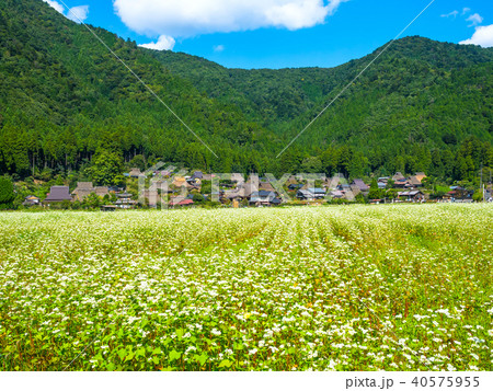 蕎麦の花と美山かやぶきの里 40575955