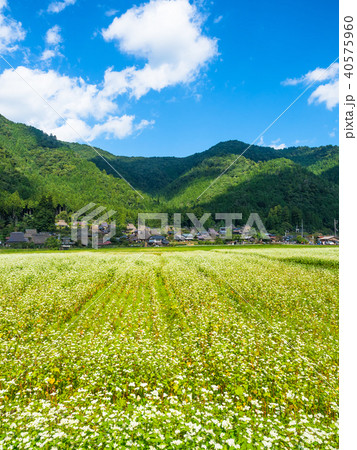 蕎麦の花と美山かやぶきの里 40575960